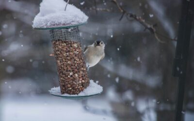 Feathered Friends in Need: Why Bird Feeding in Winter Matters